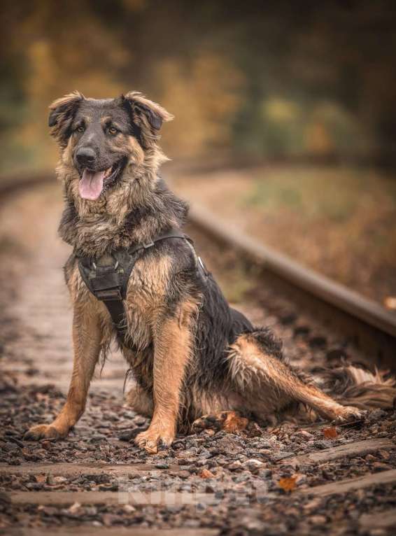 Собаки в Москве: Балу собака из приюта ищет дом Мальчик, Бесплатно - фото 10