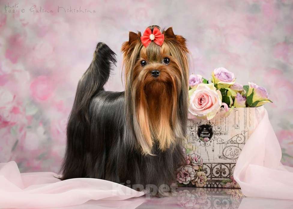 Собаки в Пушкино: Маленький озорник ищет мампап. Мальчик, 50 000 руб. - фото 8