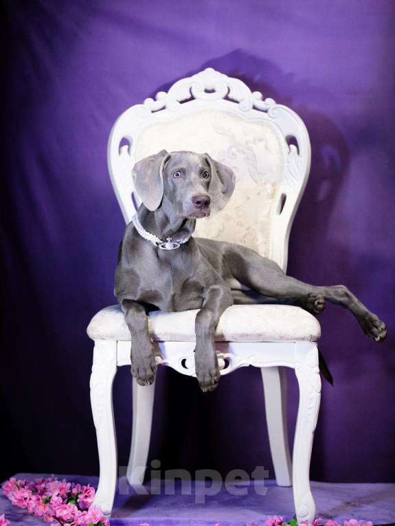 Собаки в Москве: Шикарная девочка веймаранера ( веймарская легавая )  Девочка, Бесплатно - фото 1