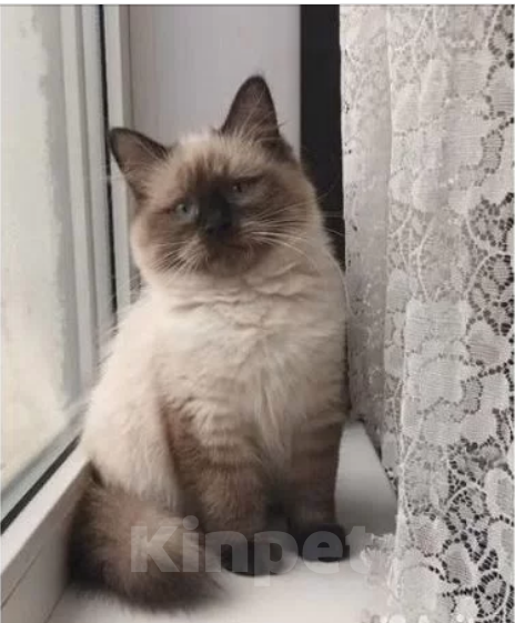 Кошки в Санкт-Петербурге: Невский маскарадный котенок Девочка, 25 000 руб. - фото 1