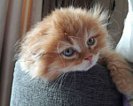 Кошки в Лыткарино: Вязка, 1 000 руб. - фото 5