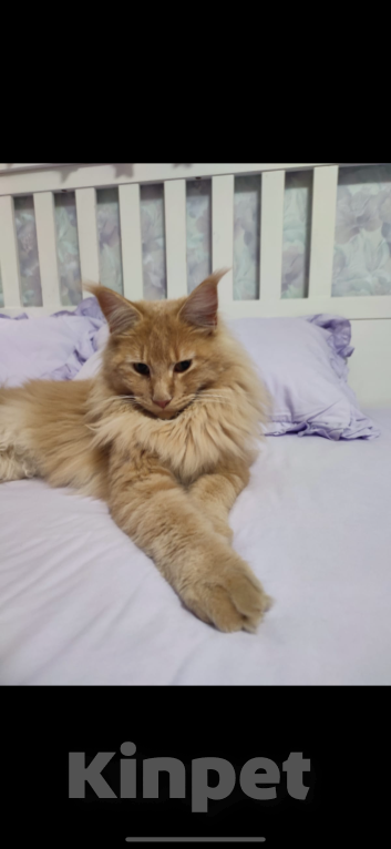 Кошки в Санкт-Петербурге: Вязка мейн кун Мальчик, 5 000 руб. - фото 1