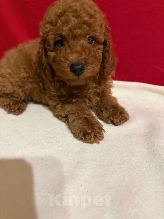 Собаки в Москве: Пудель  той       Мальчики Мальчик, 40 000 руб. - фото 1