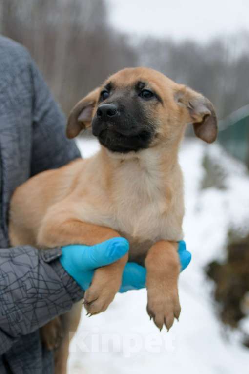 Собаки в Москве: Щенок в добрые руки! Девочка, Бесплатно - фото 3