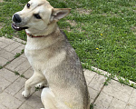 Собаки в Бронницах: Красавица Берта 1 год❤️ Девочка, 1 руб. - фото 2