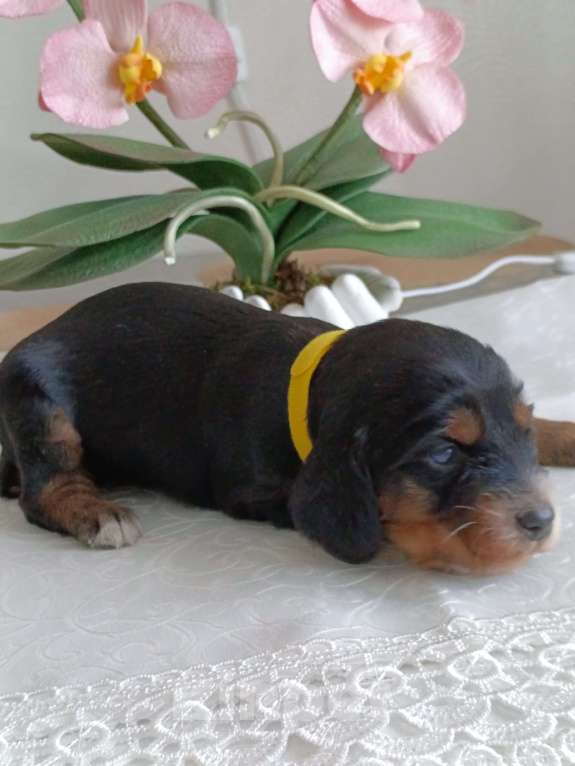 Собаки в Москве: Русский охотничий спаниель мальчик Мальчик, 50 000 руб. - фото 1