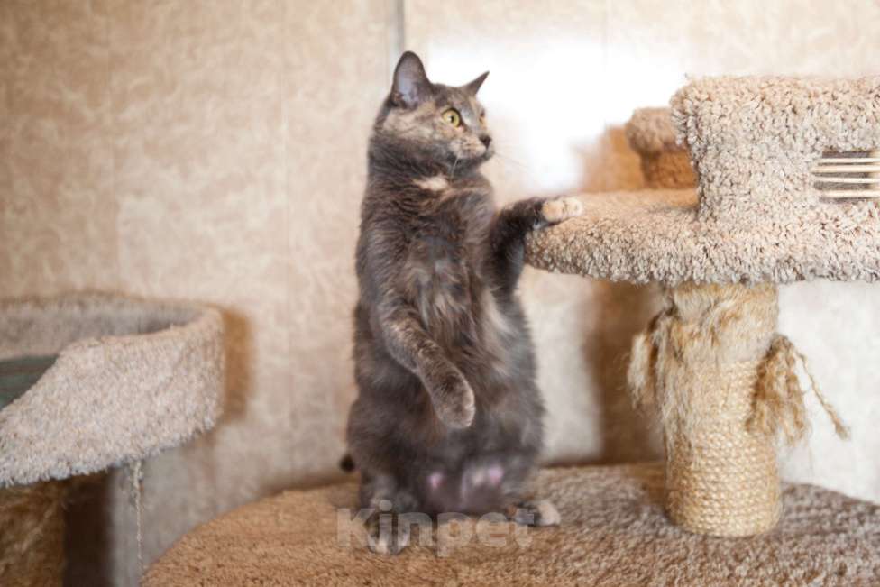 Кошки в Москве: Кошка голубо-кремового окраса в добрые руки  Девочка, Бесплатно - фото 5