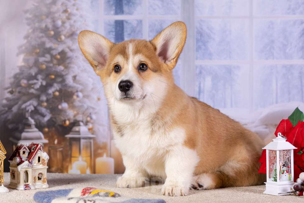 Собаки в других городах Ярославской области: Вита Приора Мавруд Мальчик, 80 000 руб. - фото 1