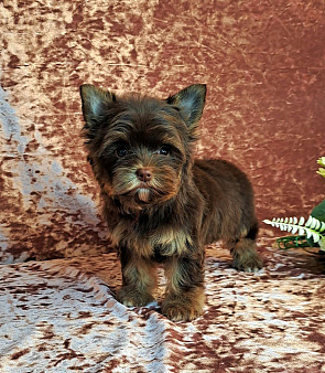 Шоколадный йорк девочка