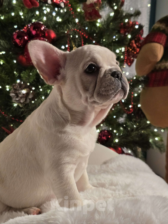 Собаки в Москве: Щенок французского бульдога девочка Девочка, 50 000 руб. - фото 3