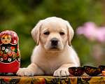 Собаки в Москве: Палевый щенок Лабрадора от родителей Чемпионов Девочка, Бесплатно - фото 3