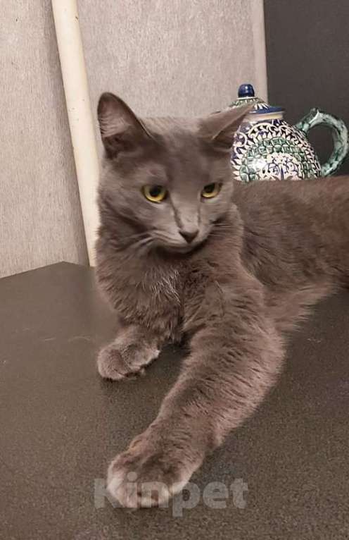 Кошки в Москве: Дымка, русская голубая в добрые руки.  Девочка, Бесплатно - фото 6