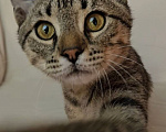 Кошки в Москве: Котенок Амур ищет дом Мальчик, Бесплатно - фото 5