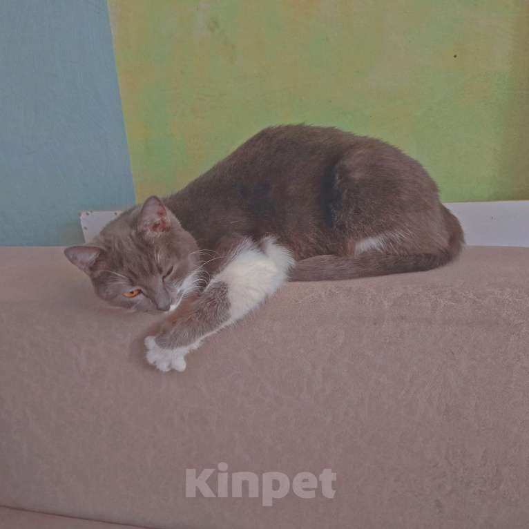 Кошки в Оренбурге: Отдам кошку Девочка, Бесплатно - фото 5