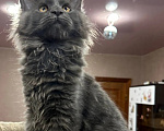 Кошки в других городах Ленинградской области: Котята породы мейн-кун Мальчик, 30 000 руб. - фото 5