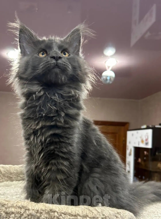 Кошки в других городах Ленинградской области: Котята породы мейн-кун Мальчик, 30 000 руб. - фото 5