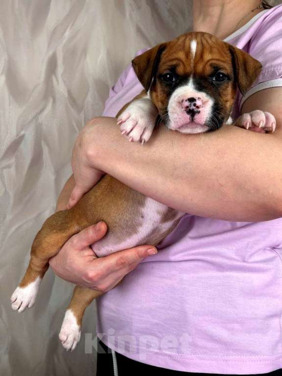 Собаки в Москве: Яркая красотка амстаффа Девочка, 80 000 руб. - фото 1