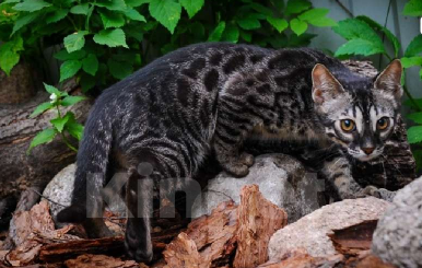 Кошки в Москве: Бенгальские котята Мальчик, Бесплатно - фото 2