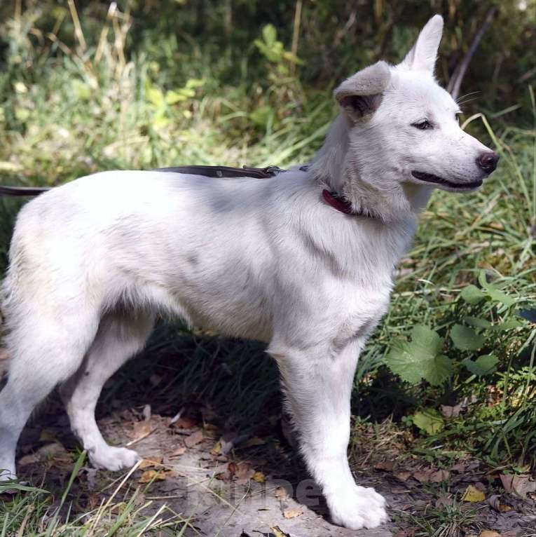 Собаки в Москве: Щенка-девочку спасли из отлова 🆘️ Срочно нужен дом Девочка, Бесплатно - фото 3