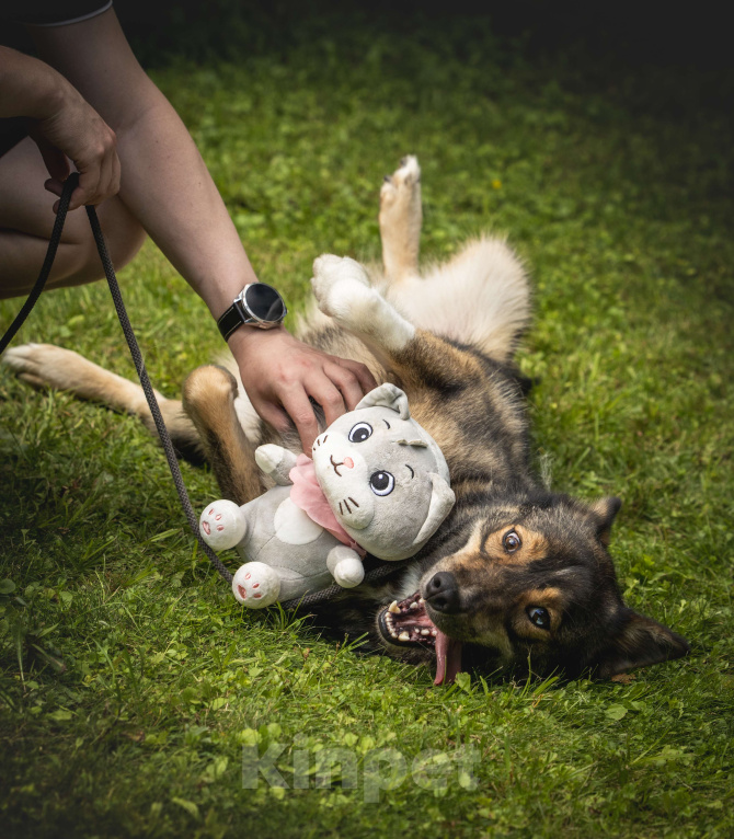 Собаки в других городах Московской области: Пес Волчок ищет дом Мальчик, Бесплатно - фото 4
