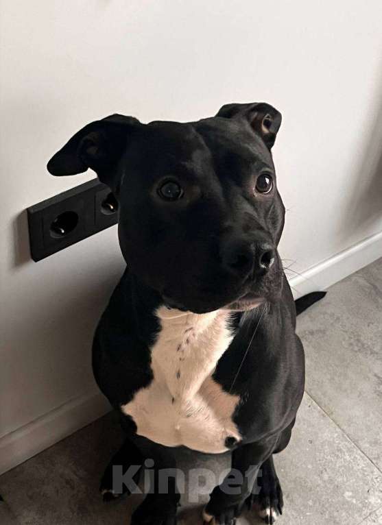 Собаки в Москве: Отдам в добрые руки Мальчик, Бесплатно - фото 1