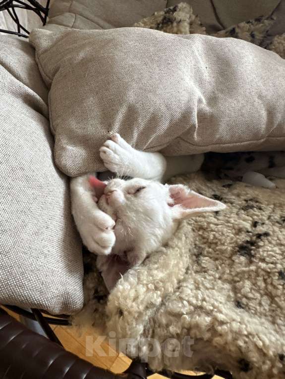 Кошки в Мурином: Dominic Мальчик, 65 000 руб. - фото 5