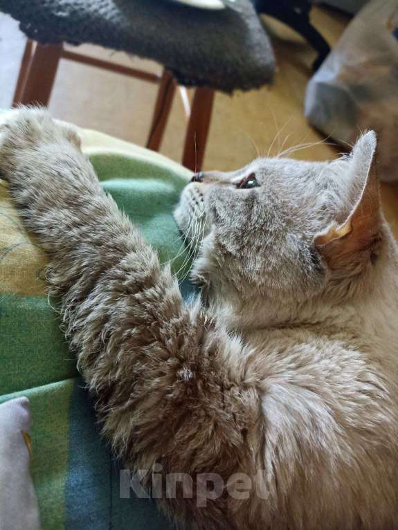 Кошки в Москве: Пропал кот Мальчик, Бесплатно - фото 2