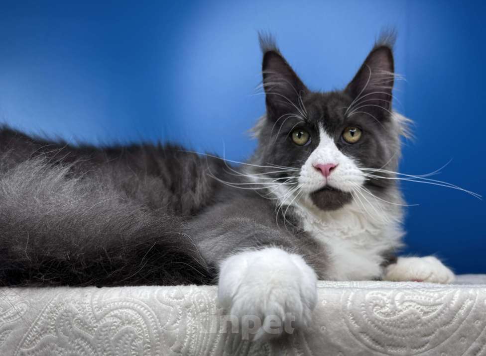 Кошки в Москве: Любвеобильный кот Мейн Кун PABLO Мальчик, 50 000 руб. - фото 3