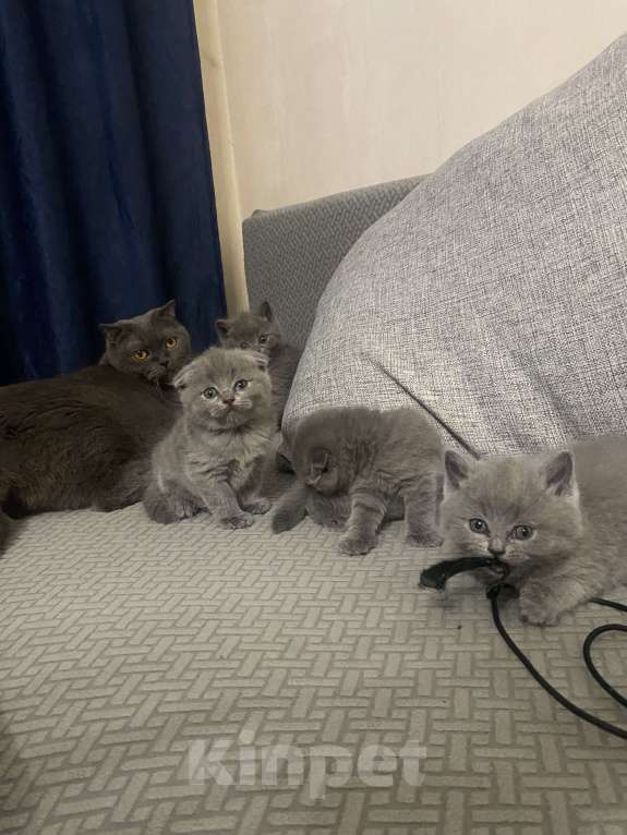 Кошки в Москве: Продам котенка вислоухого шотландской породы Мальчик, 10 000 руб. - фото 2