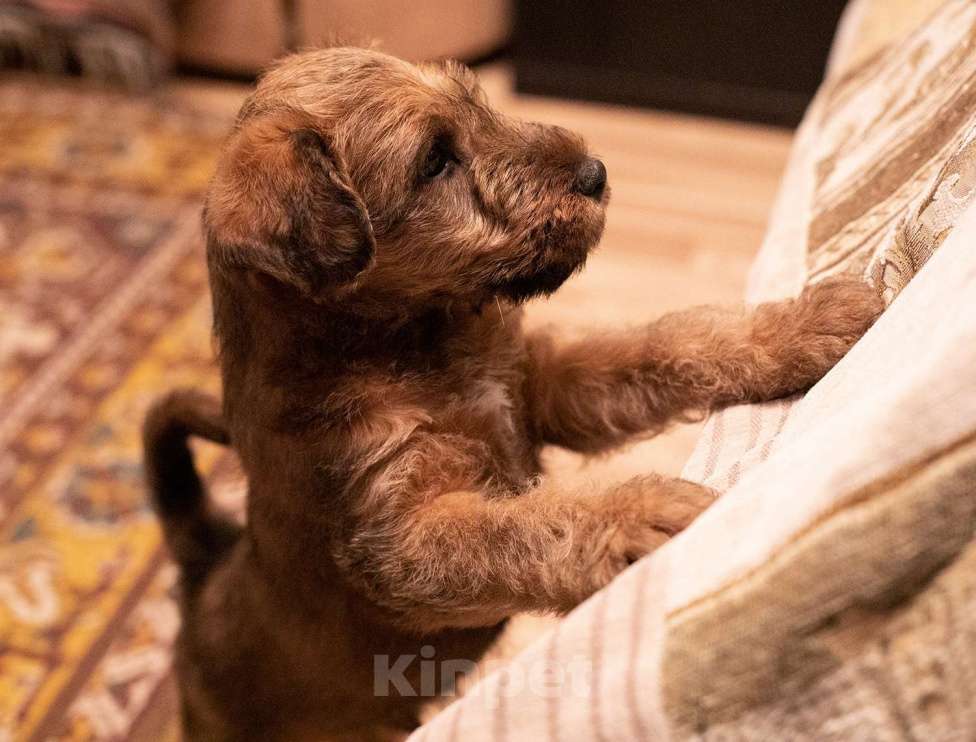 Собаки в Санкт-Петербурге: Запись на щенков ирландского терьера  Мальчик, Бесплатно - фото 3