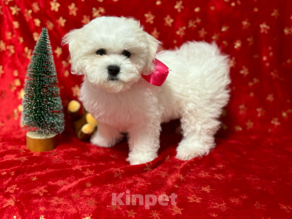 Собаки в Чусовой: Цирцея Девочка, Бесплатно - фото 2