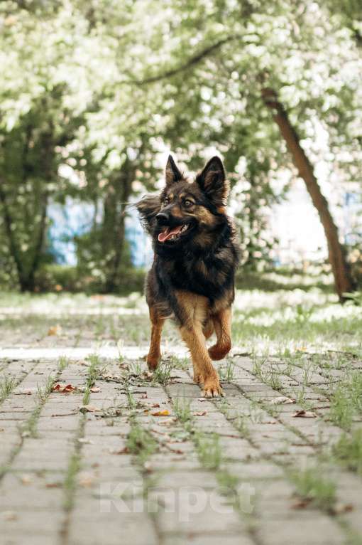 Собаки в Москве: Очаровательная малышка Клер ждет свою семью. Девочка, 100 руб. - фото 9