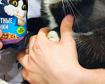 Кошки в Новосибирске: Отдадим котика подростка  Мальчик, Бесплатно - фото 5