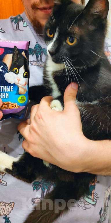 Кошки в Новосибирске: Отдадим котика подростка  Мальчик, Бесплатно - фото 5