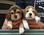 Собаки в Саратове: Бигль щенок Девочка, 40 000 руб. - фото 1