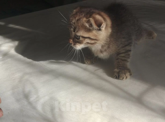 Кошки в Лобне: Котёнок Девочка, 5 500 руб. - фото 2