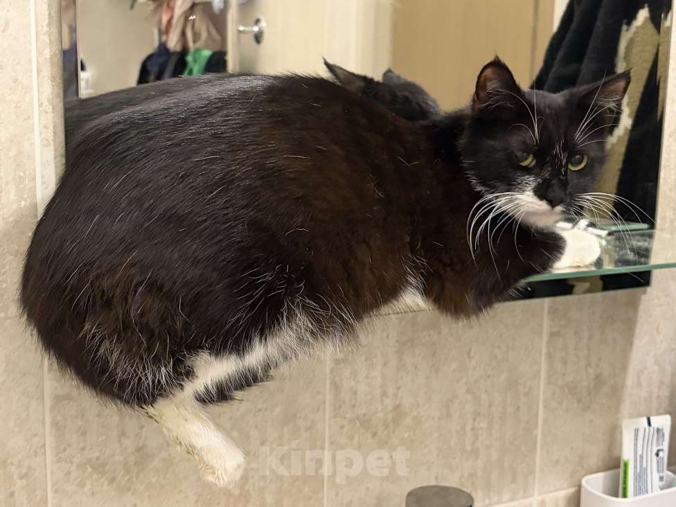 Кошки в Санкт-Петербурге: Подросток из приюта в добрые руки Девочка, Бесплатно - фото 2