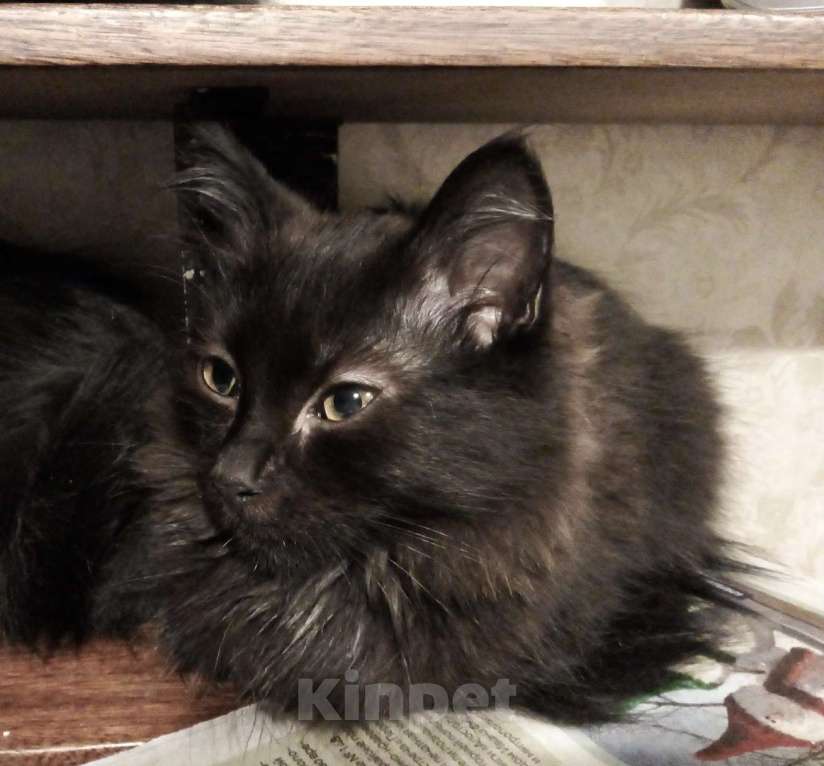 Кошки в Москве: 🧡  ( Персик )  –  Благодарный   домашний  котёнок  –  в  добрую  семью Мальчик, Бесплатно - фото 1