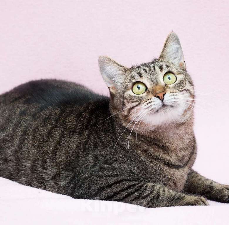 Кошки в Москве: Круглоглазая кошечка в поисках своего счастья Девочка, Бесплатно - фото 2