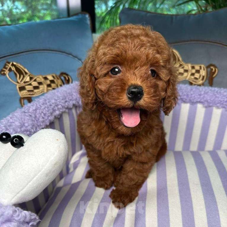 Собаки в Омске: Той-пудель, щенок Мальчик, 150 000 руб. - фото 2