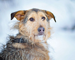 Собаки в Москве: Бородатик из приюта в добрые руки Мальчик, Бесплатно - фото 7