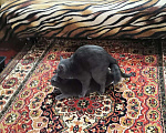 Кошки в Курске: Вязка (кот Феликс Александрович), 1 000 руб. - фото 6