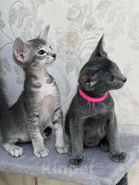 Кошки в Москве: Ориентальный тигренок 💙 Мальчик, 60 000 руб. - фото 3