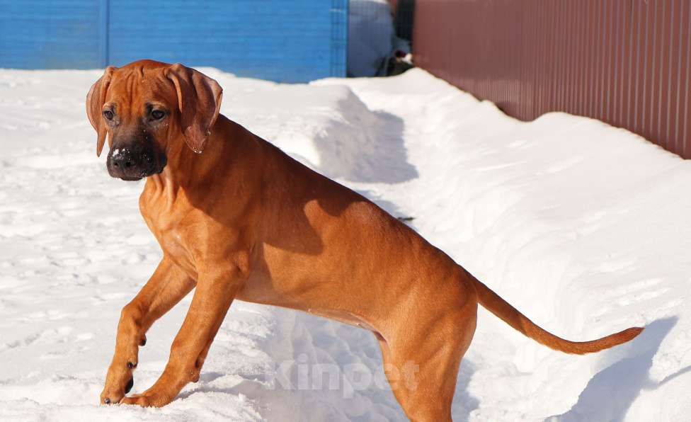 Собаки в Москве: Девочка Родезийского Риджбека для души Девочка, Бесплатно - фото 5