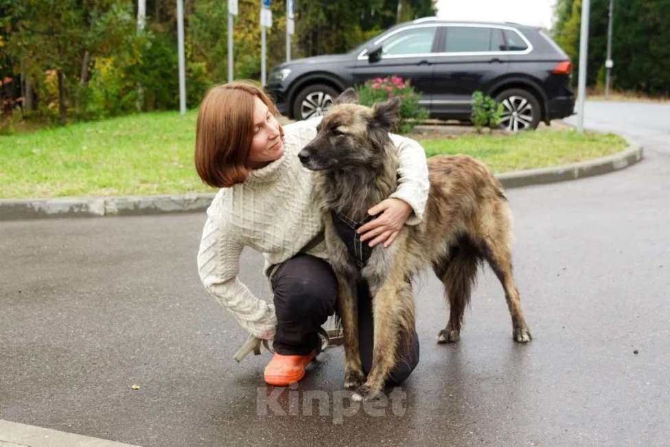 Собаки в Москве: Пушистая красавица собака Дюша в добрые руки Девочка, 1 руб. - фото 4