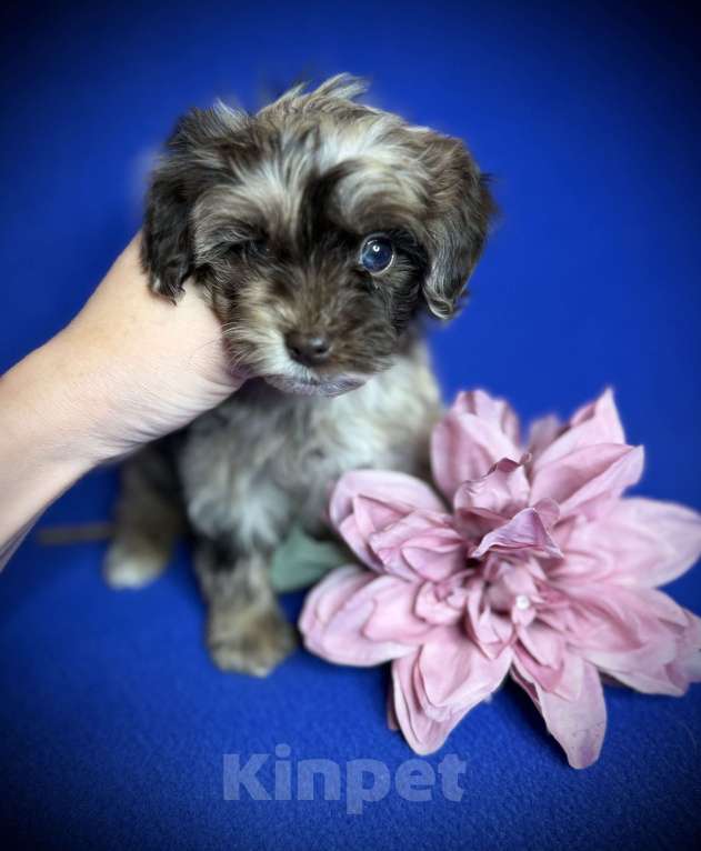 Собаки в Москве: Щенки мальтипу Девочка, 75 000 руб. - фото 4