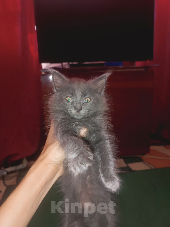 Кошки в Майкопе: Котята Девочка, Бесплатно - фото 2