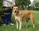 Собаки в Санкт-Петербурге: Совершенно чудесная, добрая и милая молодая собака Девочка, Бесплатно - фото 10