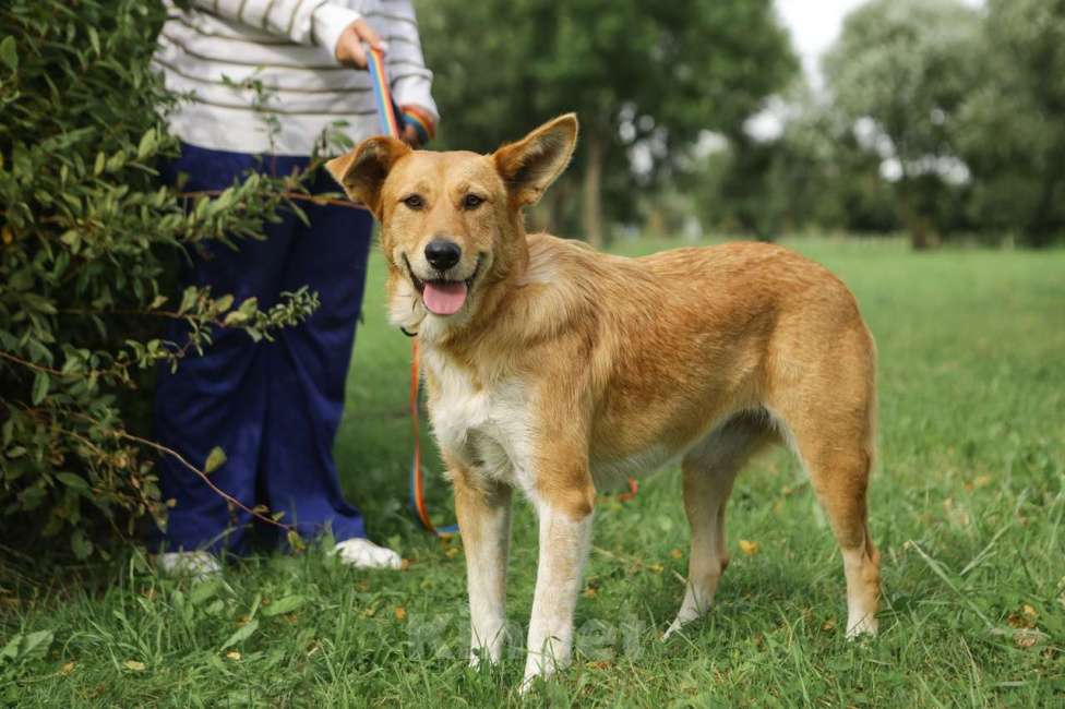 Собаки в Санкт-Петербурге: Совершенно чудесная, добрая и милая молодая собака Девочка, Бесплатно - фото 10