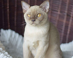 Кошки в Москве: Бурманские котята с документами Мальчик, 50 000 руб. - фото 3